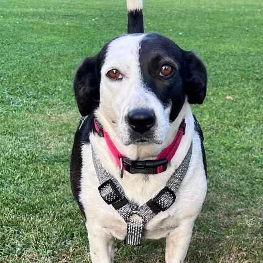 Amy, female 3yo Mixed Breed for adoption at Kitmir Tierhilfe Demirtas e.V.