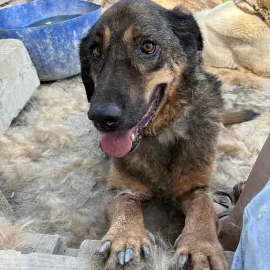 Arlo, male senior Mixed Breed for adoption at Kitmir Tierhilfe Demirtas e.V.