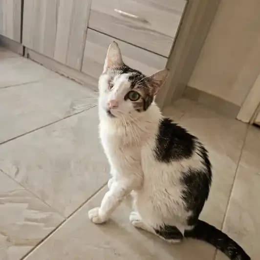 Finn, male Mixed Breed for adoption at Kitmir Tierhilfe Demirtas e.V.