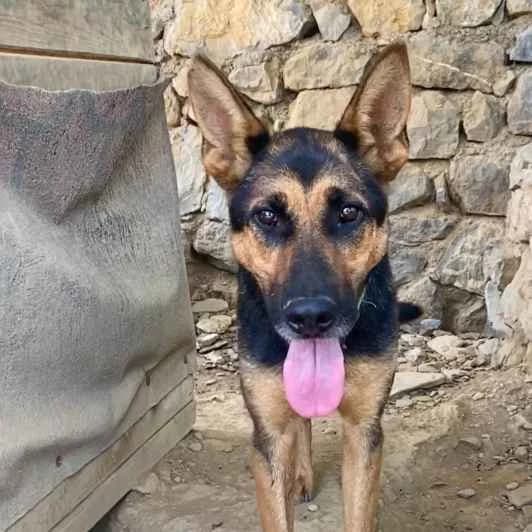 Hugo, male 4yo Mixed Breed for adoption at Kitmir Tierhilfe Demirtas e.V.