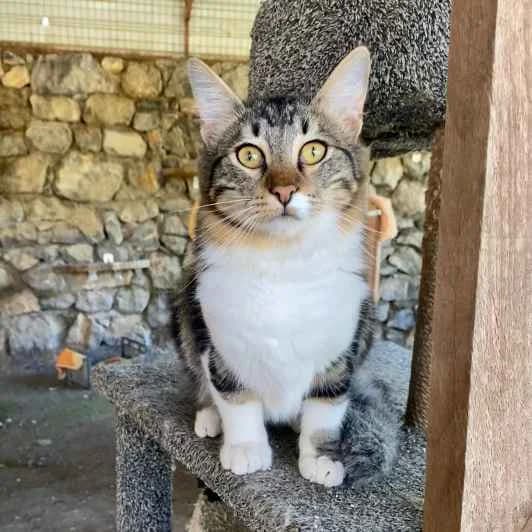 Karlchen, male puppy Mixed Breed for adoption at Kitmir Tierhilfe Demirtas e.V.