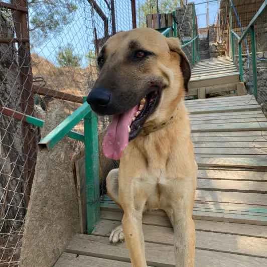 Kasimir, gold male young Mixed Breed for adoption at Kitmir Tierhilfe Demirtas e.V.