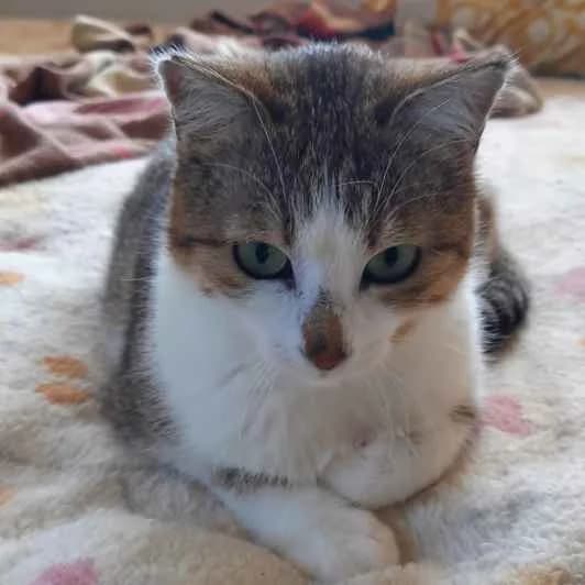 Maia, female young Mixed Breed for adoption at Kitmir Tierhilfe Demirtas e.V.