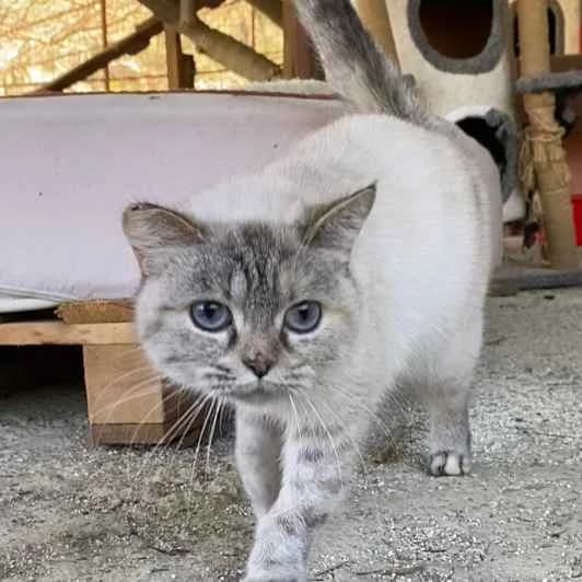 Mavi Snow, weiΓ female young Mixed Breed for adoption at Kitmir Tierhilfe Demirtas e.V.