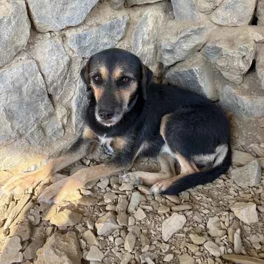 Mia, female puppy Mixed Breed for adoption at Kitmir Tierhilfe Demirtas e.V.