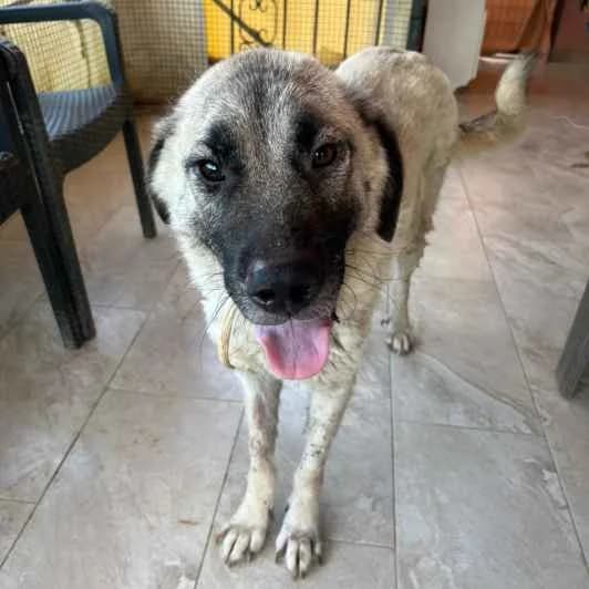 Nala, female young Mixed Breed for adoption at Kitmir Tierhilfe Demirtas e.V.