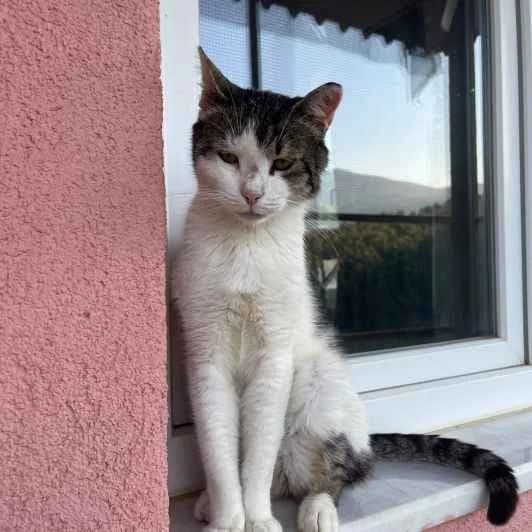 Nico, male 6yo Mixed Breed for adoption at Kitmir Tierhilfe Demirtas e.V.