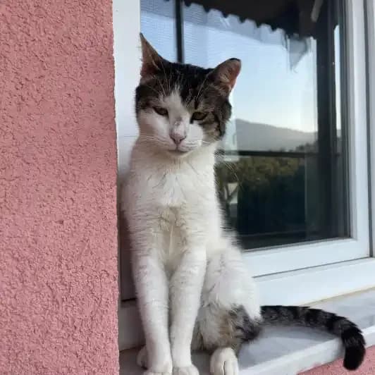 Nico, male 6yo Mixed Breed for adoption at Kitmir Tierhilfe Demirtas e.V.