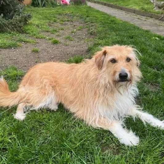 Nino, male 5yo Mixed Breed for adoption at Kitmir Tierhilfe Demirtas e.V.