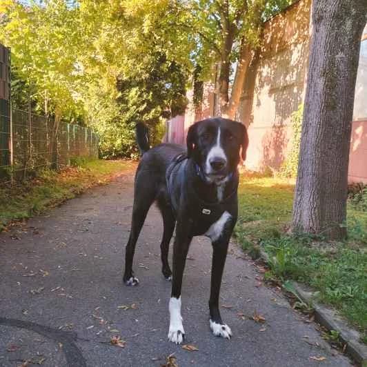 Sascha, male young Mixed Breed for adoption at Kitmir Tierhilfe Demirtas e.V.