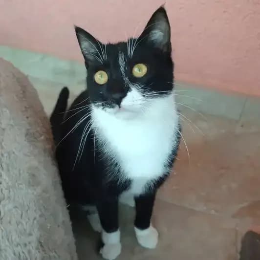Suki, female young Mixed Breed for adoption at Kitmir Tierhilfe Demirtas e.V.