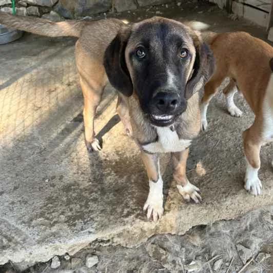 Taurus, male puppy Mixed Breed for adoption at Kitmir Tierhilfe Demirtas e.V.