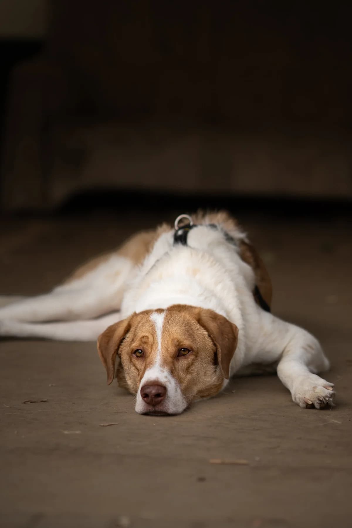 Wotan, male 3yo Mixed Breed for adoption at Kleine & große Pfoten e.V., Germany (national, Bulgaria rescue focus)
