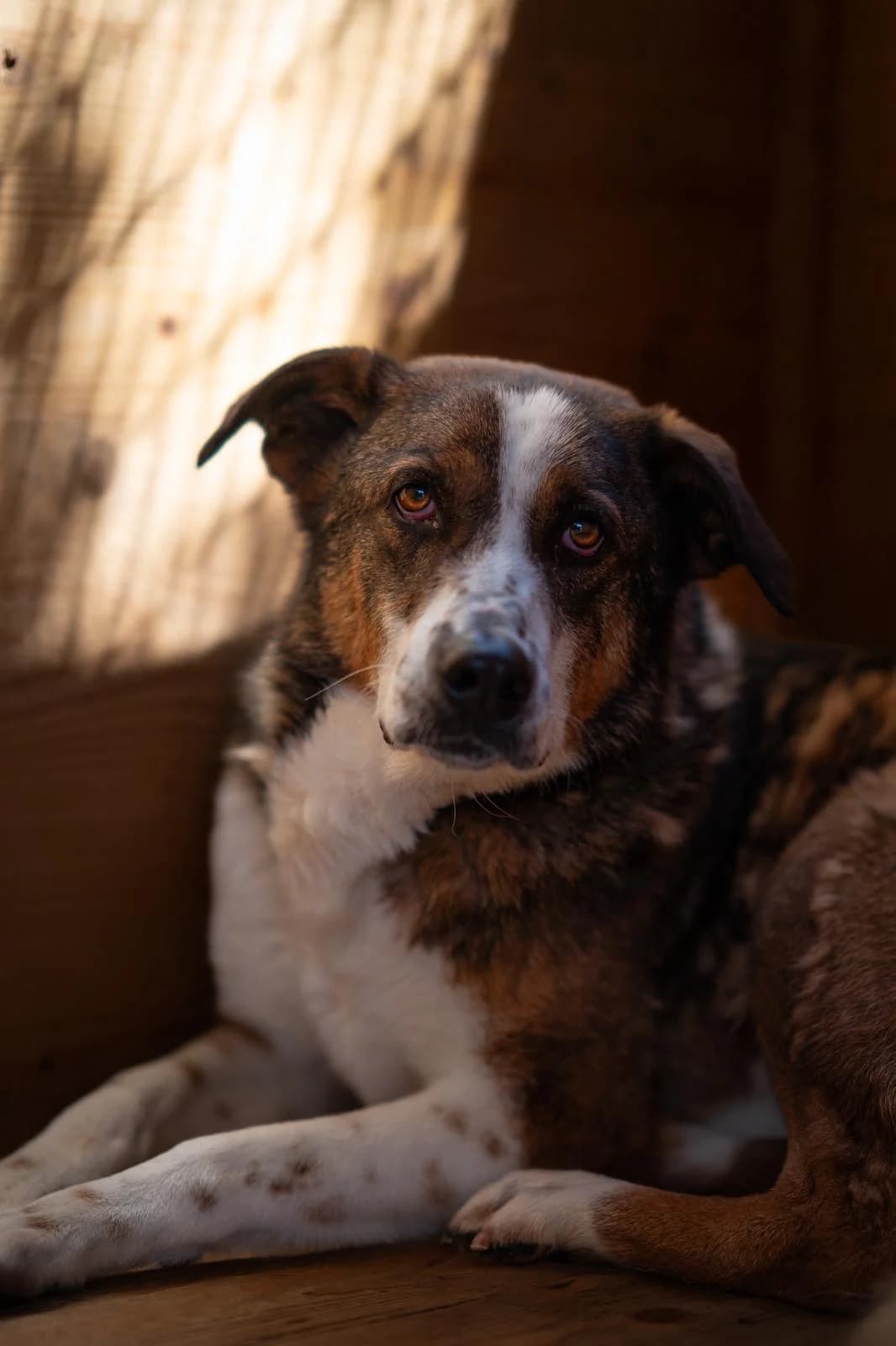Daisy, female 4yo Mixed Breed for adoption at Kleine & große Pfoten e.V., Germany (national, Bulgaria rescue focus)