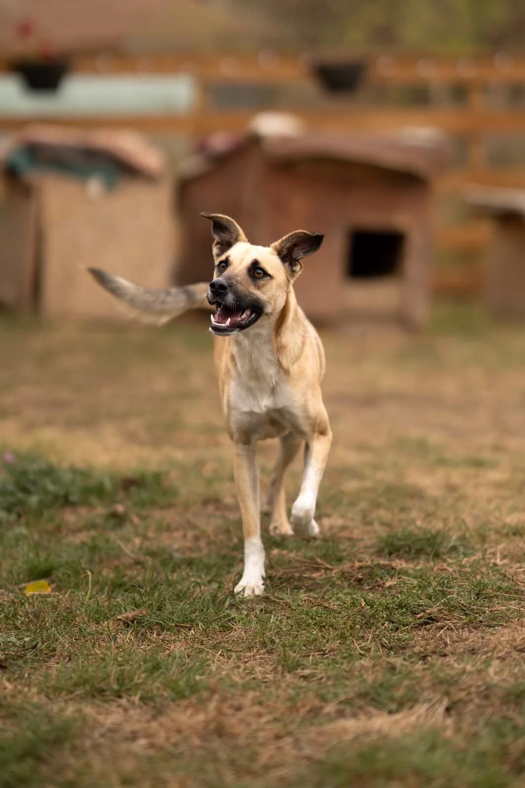 Piero, male young Mixed Breed for adoption at Kleine & große Pfoten e.V., Germany (national, Bulgaria rescue focus)