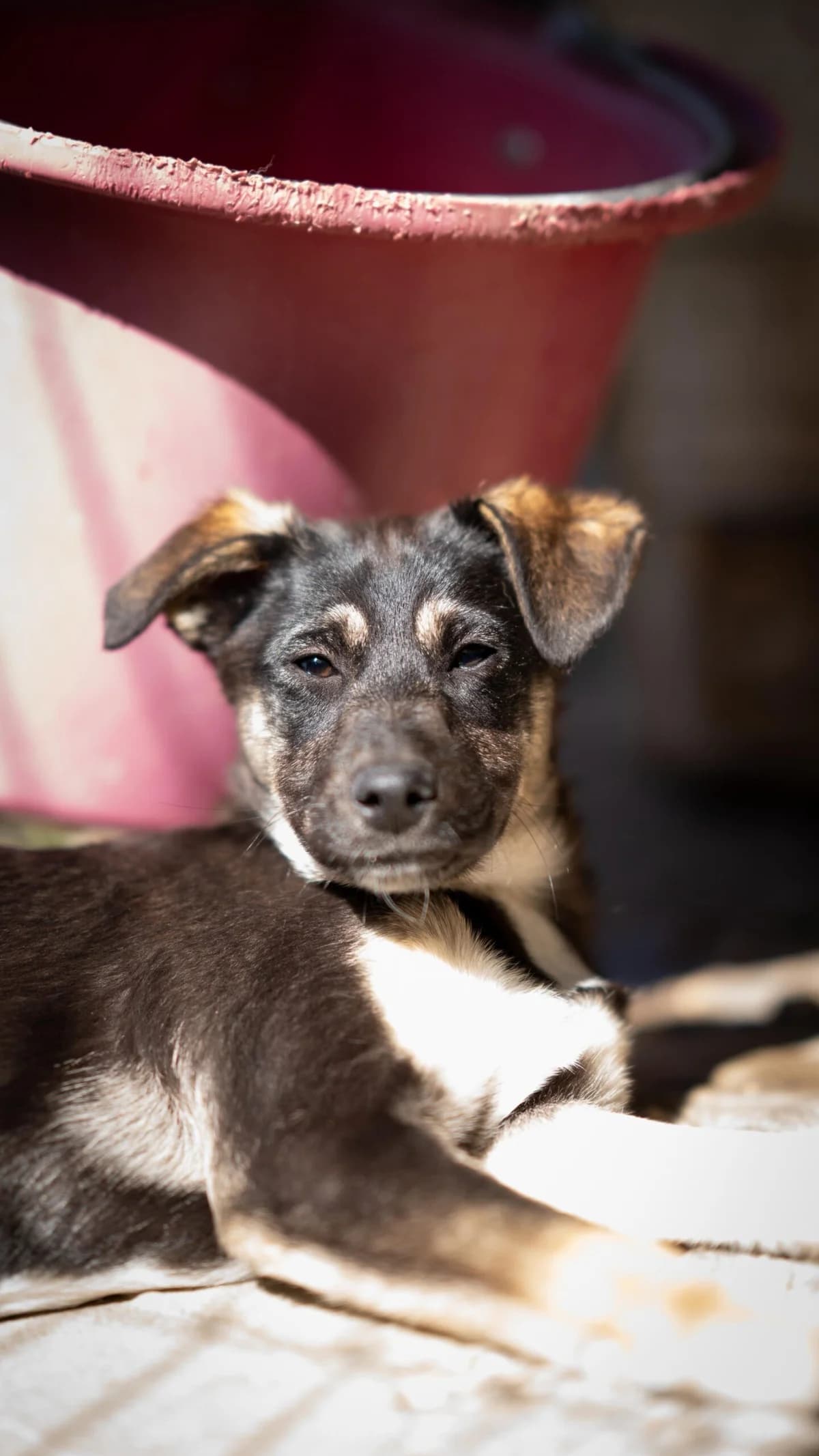 Arkani, female puppy Mixed Breed for adoption at Kleine & große Pfoten e.V., Germany (national, Bulgaria rescue focus)