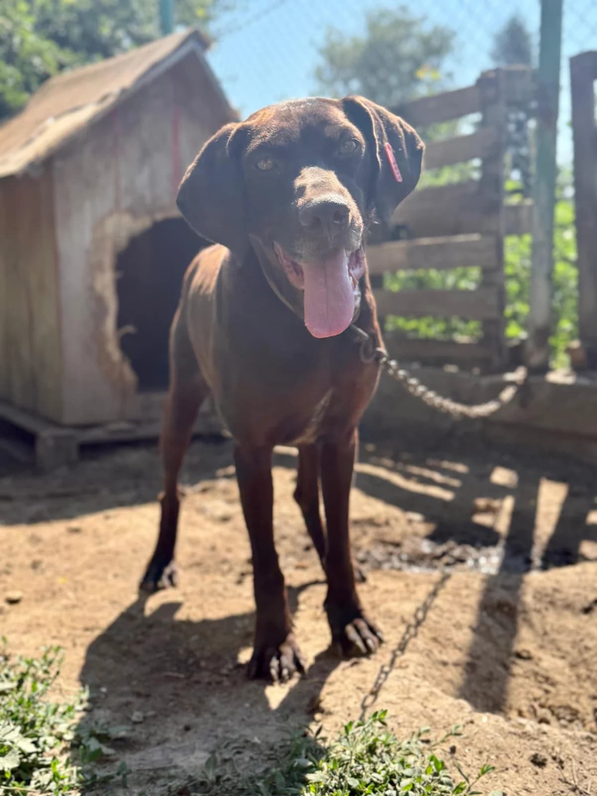 Berna, female 3yo Mixed Breed for adoption at Kleine & große Pfoten e.V., Germany (national, Bulgaria rescue focus)