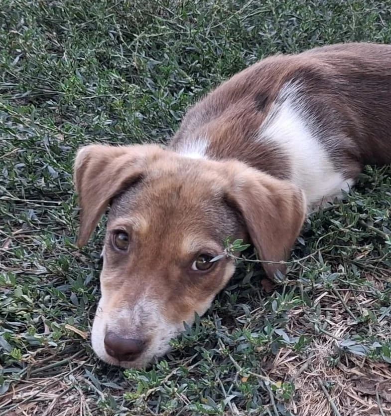 Litchi, female puppy Mixed Breed for adoption at Kleine & große Pfoten e.V., Germany (national, Bulgaria rescue focus)