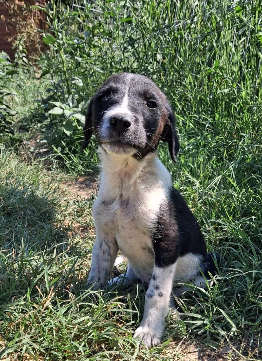 Pino, male puppy Mixed Breed for adoption at Kleine & große Pfoten e.V., Germany (national, Bulgaria rescue focus)
