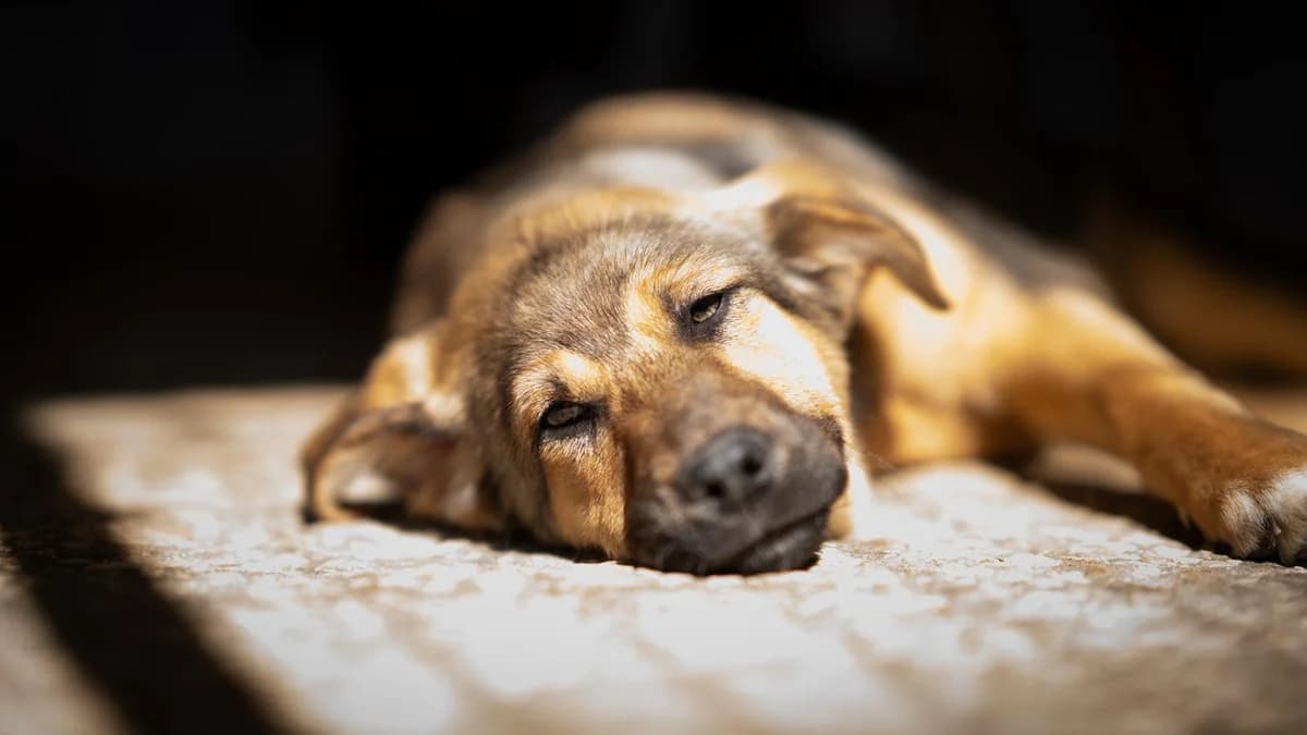 Pichu, male puppy Mixed Breed for adoption at Kleine & große Pfoten e.V., Germany (national, Bulgaria rescue focus)