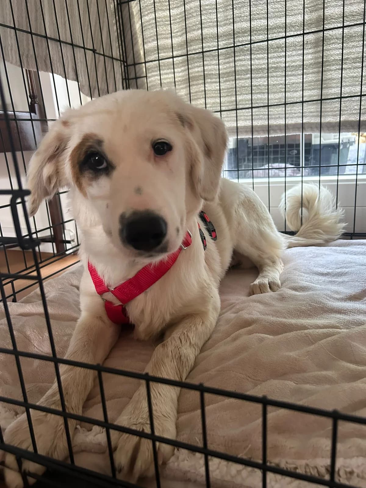 Aurora, female puppy Mixed Breed for adoption at Kleine & große Pfoten e.V., Germany (national, Bulgaria rescue focus)
