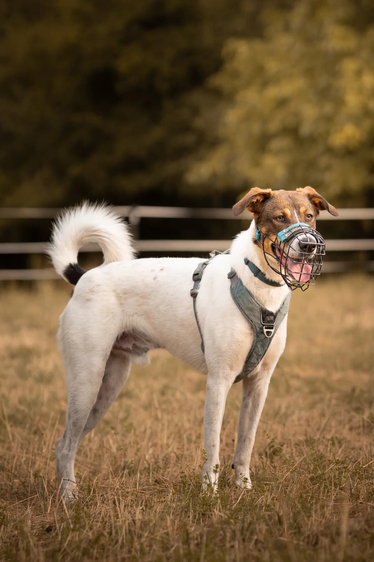Ruffy (Sugar), male young Mixed Breed for adoption at Kleine & große Pfoten e.V., Germany (national, Bulgaria rescue focus)