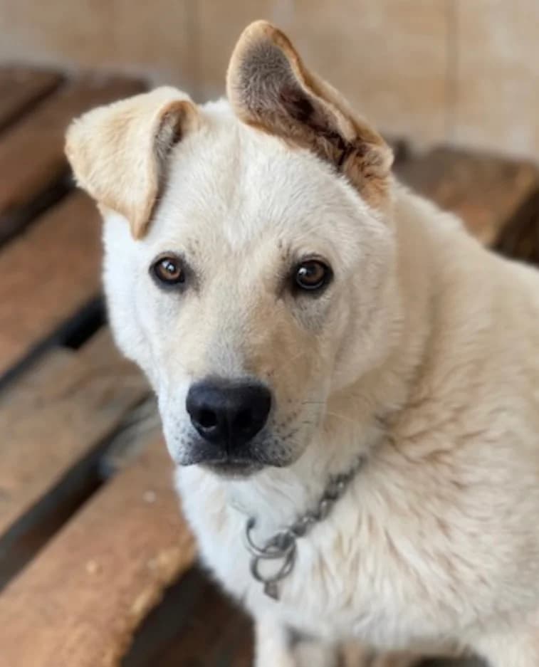 Olympus, male 4yo Mixed Breed for adoption at KAZ Shelter Hunde e.V.