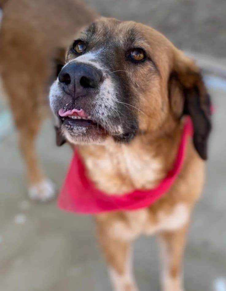 Gaby, female 7yo Mixed Breed for adoption at KAZ Shelter Hunde e.V.