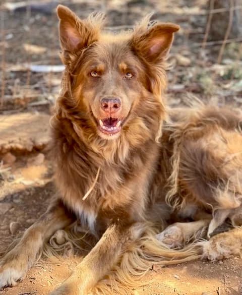 Ribo, male Mixed Breed for adoption at KAZ Shelter Hunde e.V.
