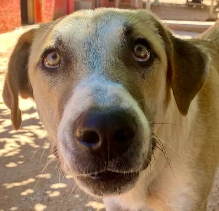 Kongi, male young Mixed Breed for adoption at KAZ Shelter Hunde e.V.
