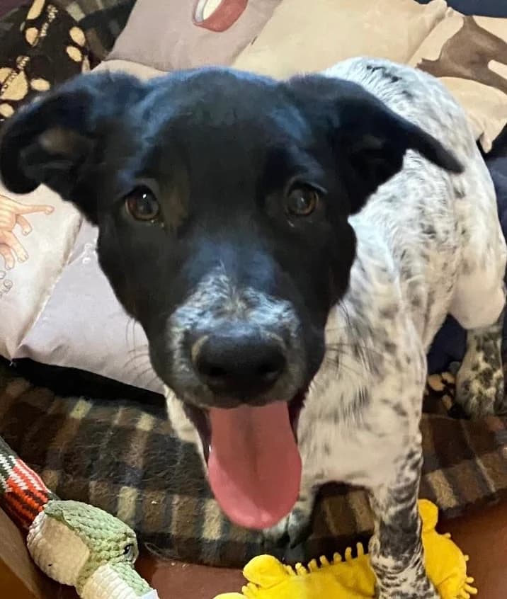 Grey, female puppy Mixed Breed for adoption at KAZ Shelter Hunde e.V.