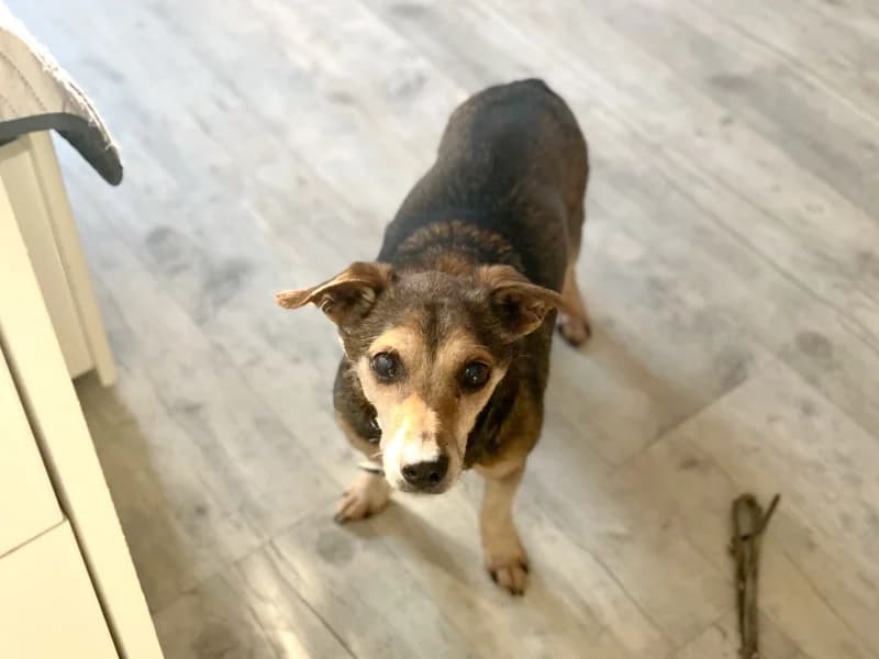 Pauli, female 5yo Mixed Breed for adoption at Kleiner Gnadenhof e.V., Schwaan / OT Letschow
