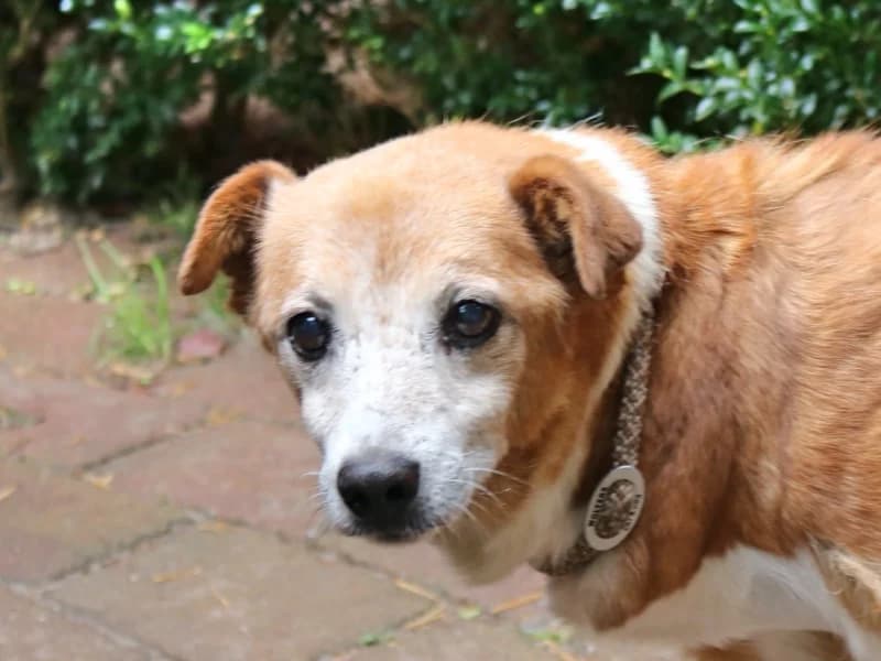 Berni, male 4yo Mixed Breed for adoption at Kleiner Gnadenhof e.V., Schwaan / OT Letschow