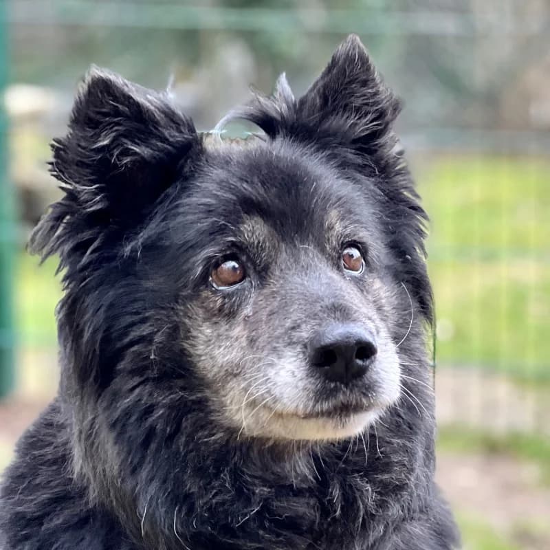 Maggie, female 3yo Mixed Breed for adoption at Kleiner Gnadenhof e.V., Schwaan / OT Letschow