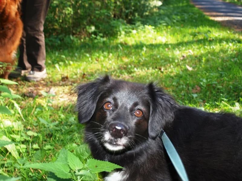 Emma, female senior Mixed Breed for adoption at Kleiner Gnadenhof e.V., Schwaan / OT Letschow