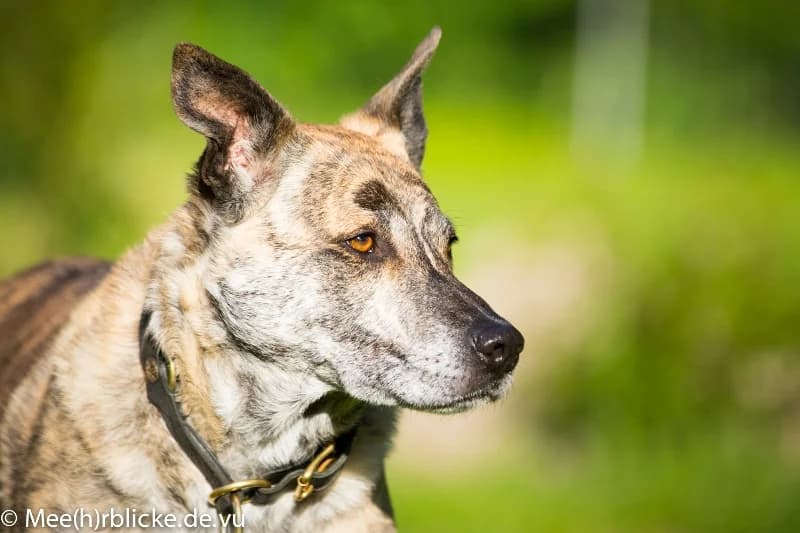 Joschi, weiß male senior Mixed Breed for adoption at Kleiner Gnadenhof e.V., Schwaan / OT Letschow