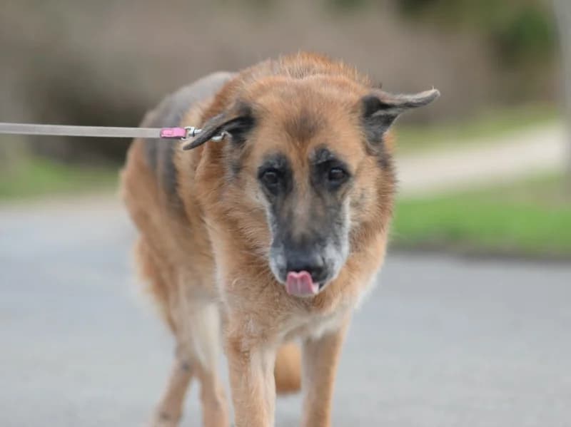 Kira, female senior Mixed Breed for adoption at Kleiner Gnadenhof e.V., Schwaan / OT Letschow