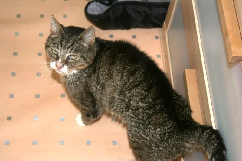 Benno, male senior Mixed Breed for adoption at Kleiner Gnadenhof e.V., Schwaan / OT Letschow