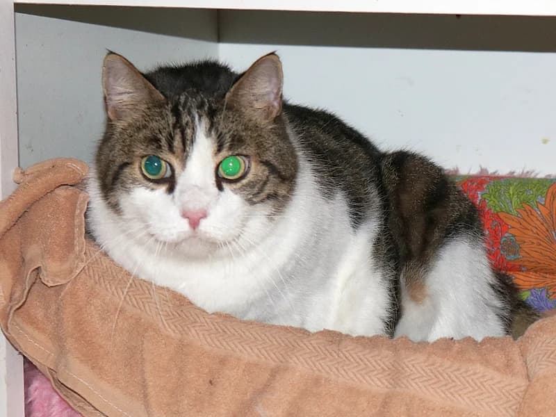 Karli, male 7yo Mixed Breed for adoption at Kleiner Gnadenhof e.V., Schwaan / OT Letschow