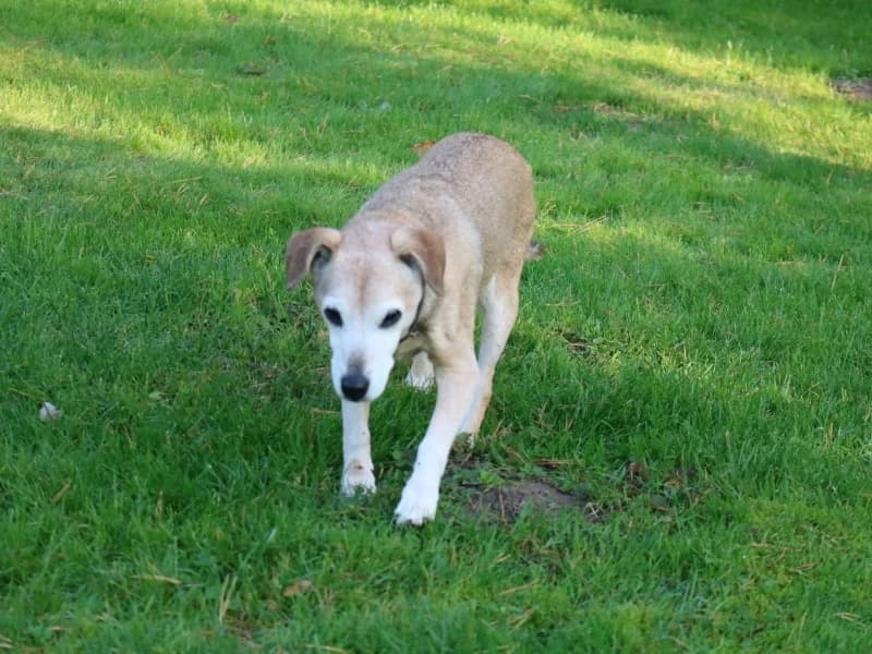 Monchichi, female 7yo Mixed Breed for adoption at Kleiner Gnadenhof e.V., Schwaan / OT Letschow