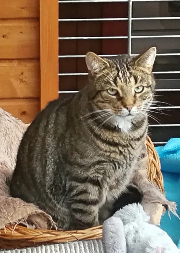 Patrick, male senior Mixed Breed for adoption at Kleiner Gnadenhof e.V., Schwaan / OT Letschow
