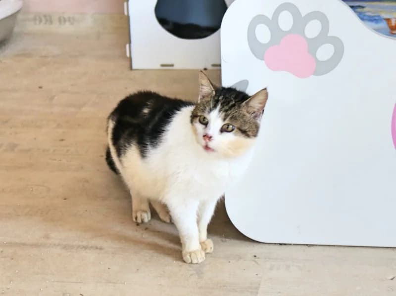 Friedrich, male 6yo Mixed Breed for adoption at Kleiner Gnadenhof e.V., Schwaan / OT Letschow