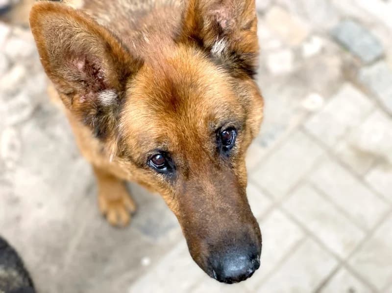 Lex, male 6yo Mixed Breed for adoption at Kleiner Gnadenhof e.V., Schwaan / OT Letschow