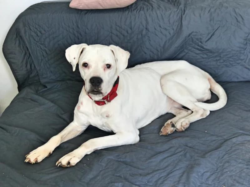 Stella, female 6yo Mixed Breed for adoption at Kleiner Gnadenhof e.V., Schwaan / OT Letschow