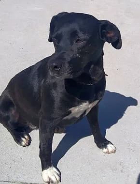 Alma, senior Mixed Breed for adoption at Körbchen gesucht, Zülpich