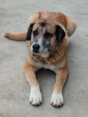 Ares, 5yo Mixed Breed for adoption at Körbchen gesucht, Zülpich