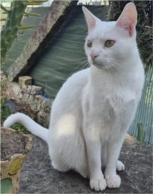 Axel, 3yo Mixed Breed for adoption at Körbchen gesucht, Zülpich