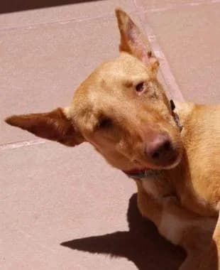 Bonka, 5yo Mixed Breed for adoption at Körbchen gesucht, Zülpich