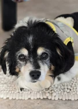 Bonnie, senior Mixed Breed for adoption at Körbchen gesucht, Zülpich