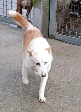 Dorian, senior Mixed Breed for adoption at Körbchen gesucht, Zülpich
